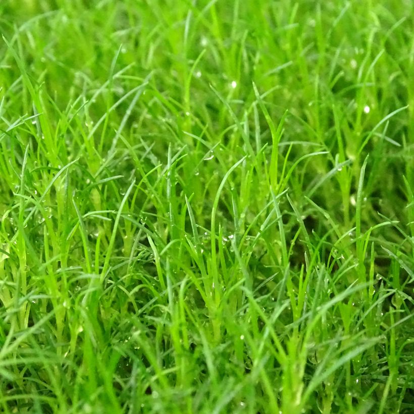 Sagina subulata Scottish Moss (Foliage)