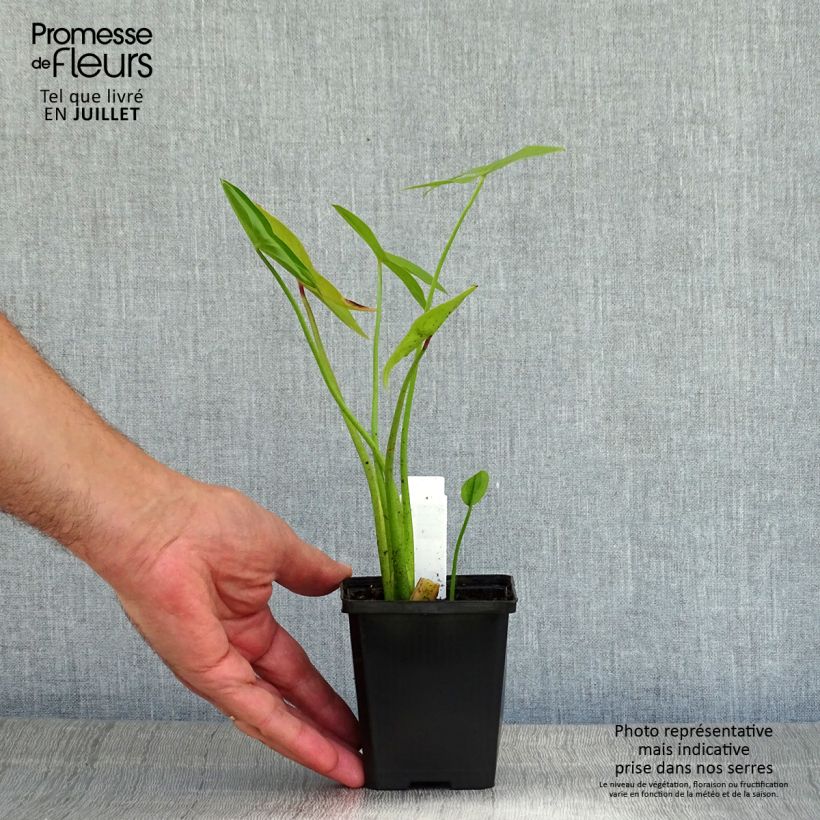 Sagittaria sagittifolia Flore Pleno 8/9 cm pot sample as delivered in summer