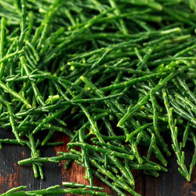 Salicornia europaea - European Glasswort, Sea Pickle (Harvest)