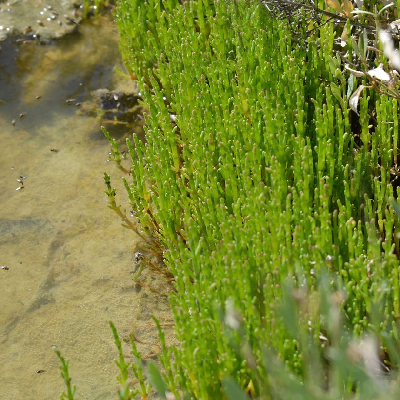 Salicornia europaea - European Glasswort, Sea Pickle (Plant habit)