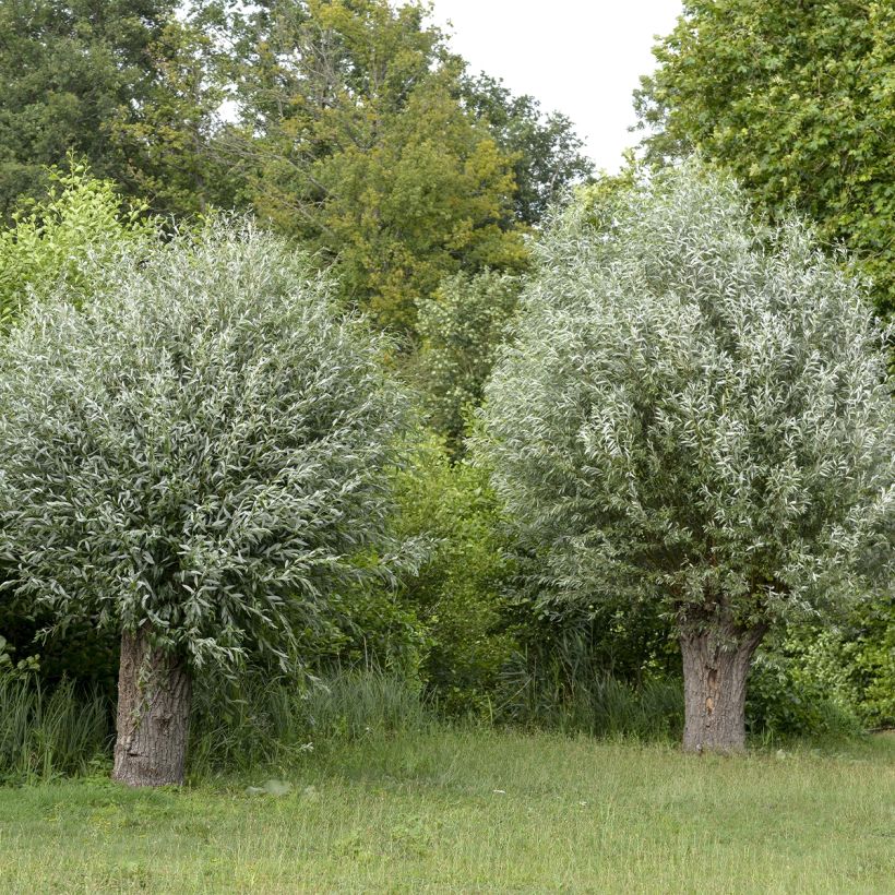 Salix alba Liempde - White Willow (Plant habit)