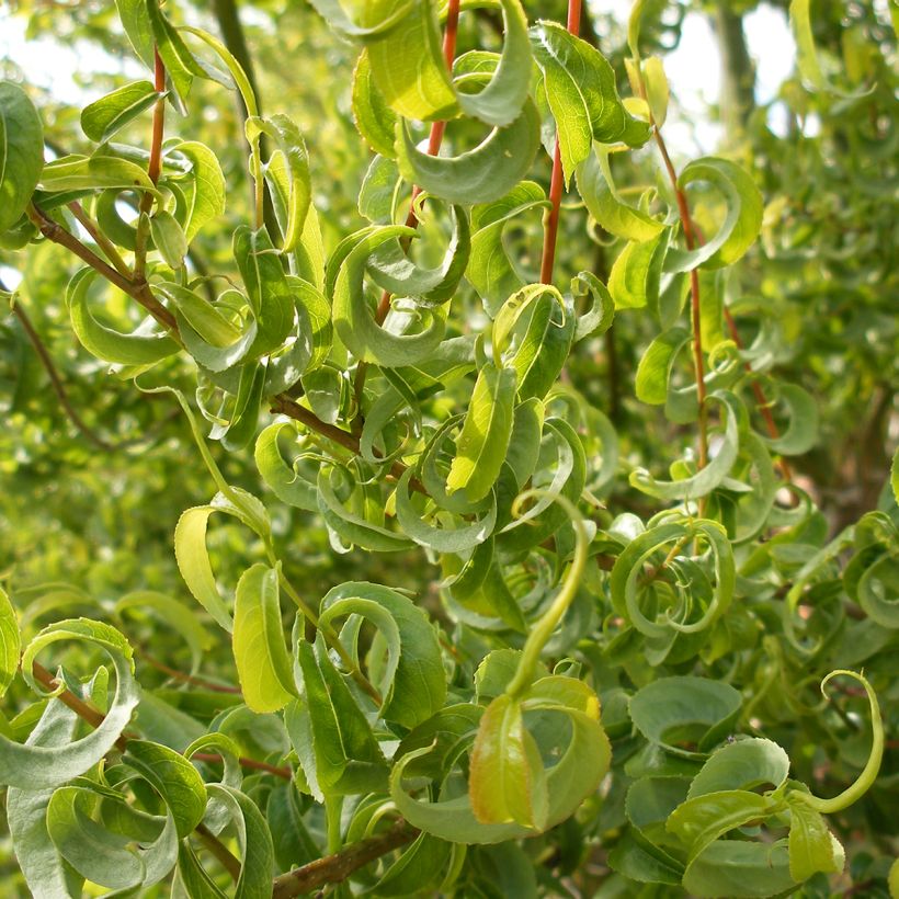 Salix caprea Curly Locks - Great Sallow (Foliage)