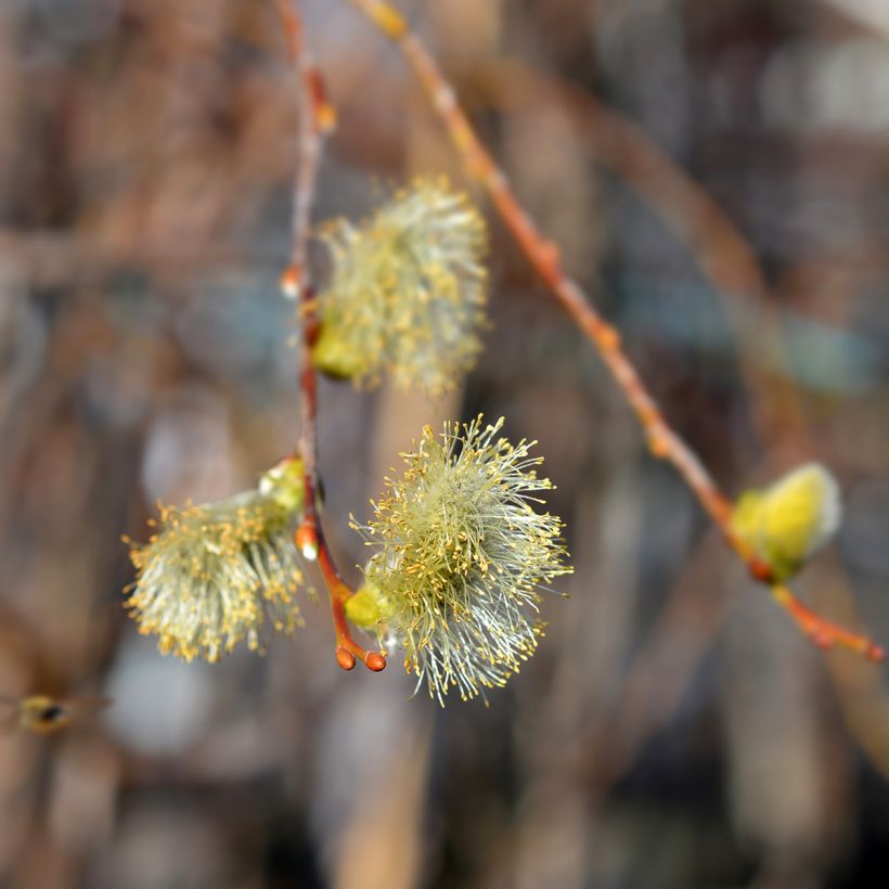 Salix caprea Curly Locks - Great Sallow (Flowering)