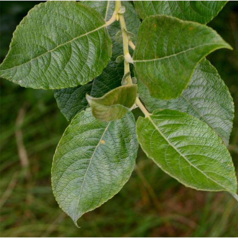 Salix cinerea - Common Sallow (Foliage)