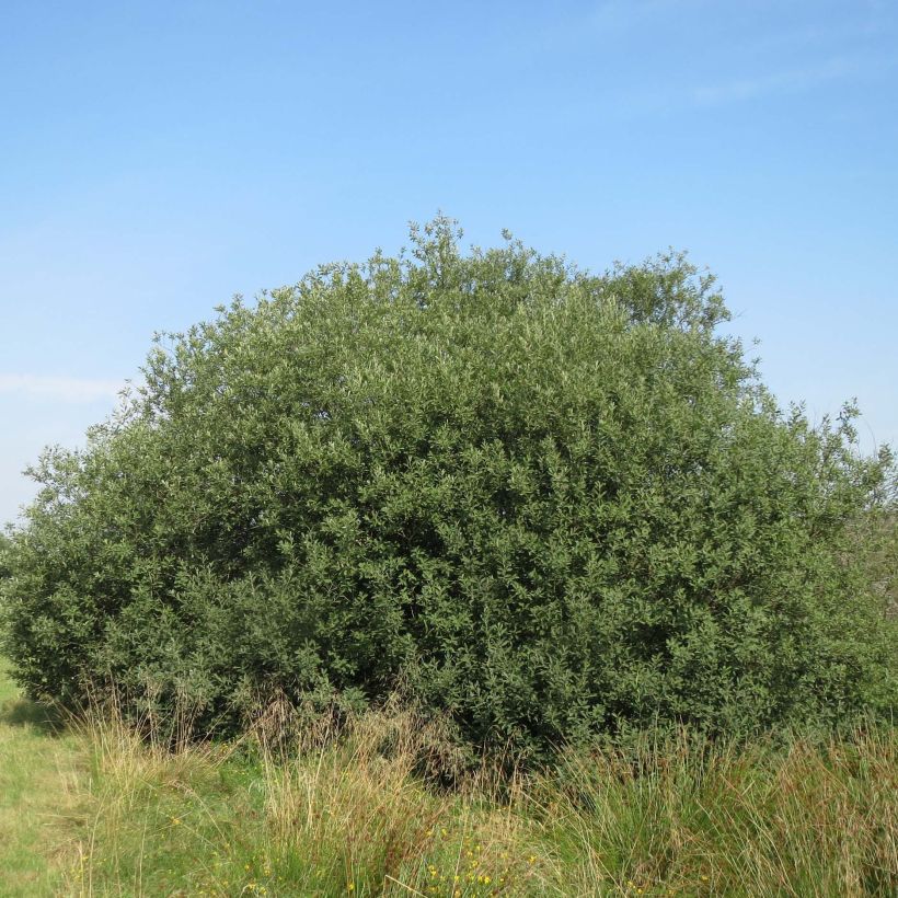 Salix cinerea - Common Sallow (Plant habit)