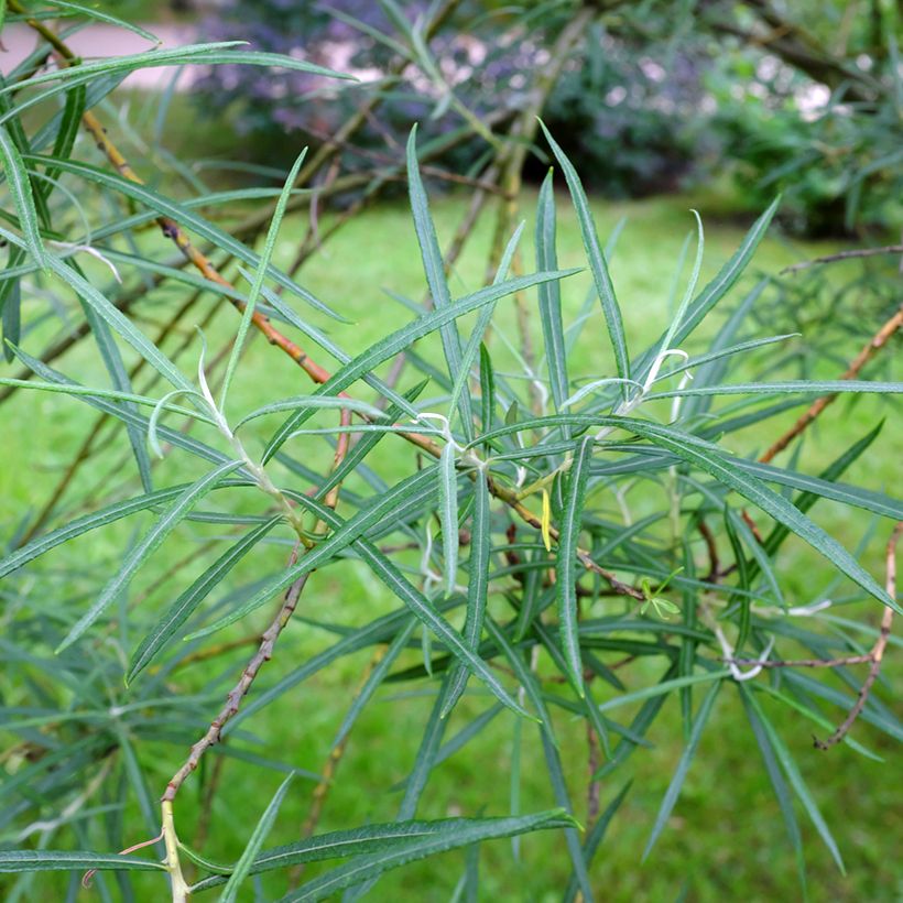 Salix elaeagnos subsp. angustifolia (Foliage)