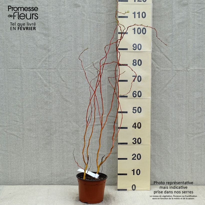 Salix erythroflexuosa - Saule tortueux Pot de 3L/4L sample as delivered in winter