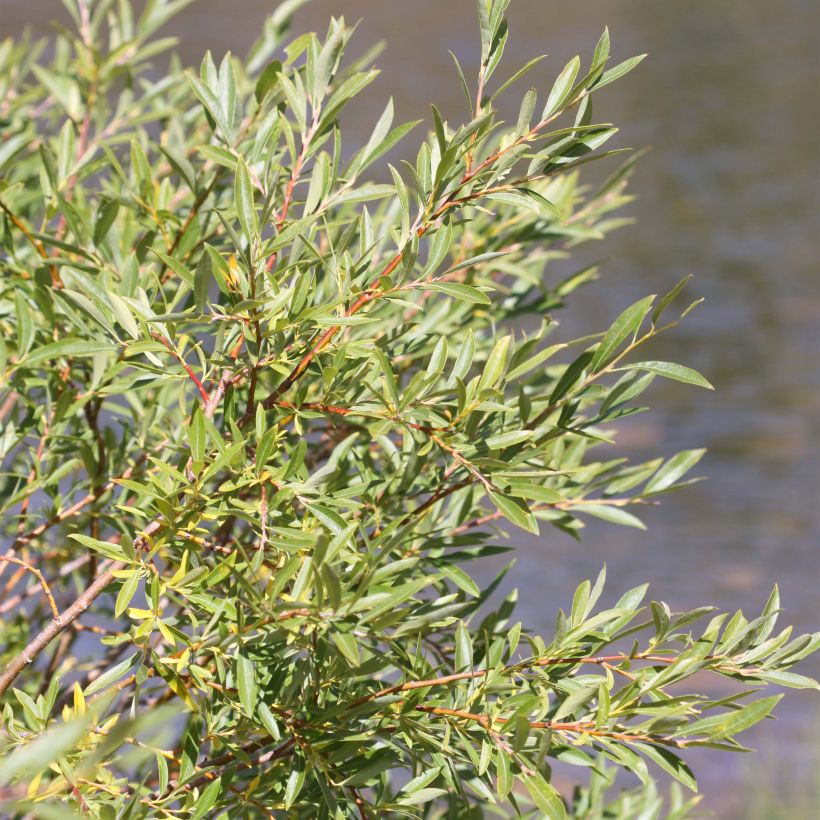 Salix exigua - Coyote Willow (Foliage)