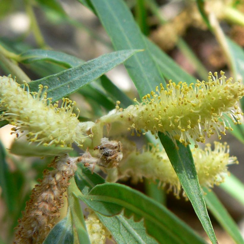 Salix exigua - Coyote Willow (Flowering)