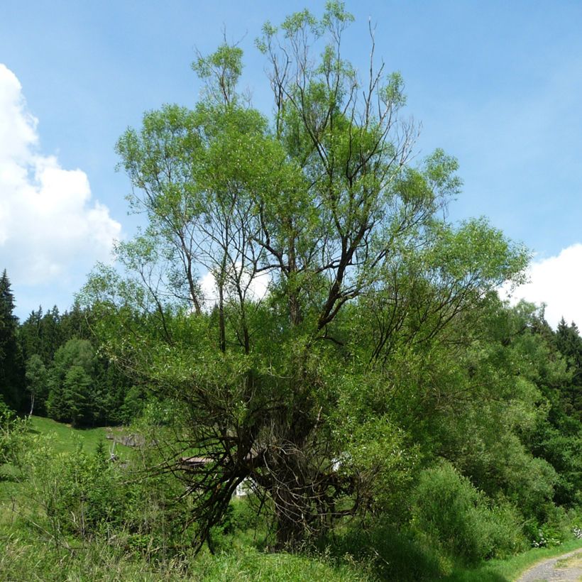 Salix fragilis - Crack Willow (Plant habit)