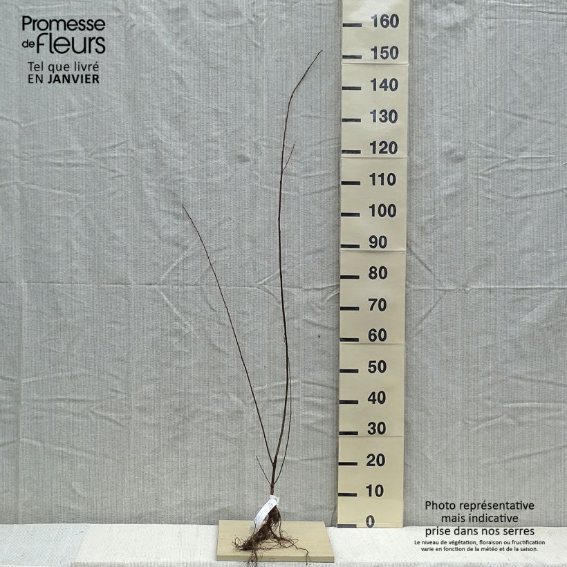 Salix fragilis - Crack Willow Bare rootShipped height around 60/80cm sample as delivered in winter