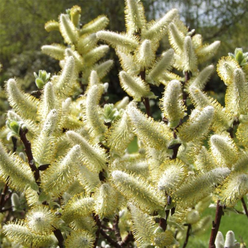 Salix hastata Wehrhahnii - Willow (Flowering)