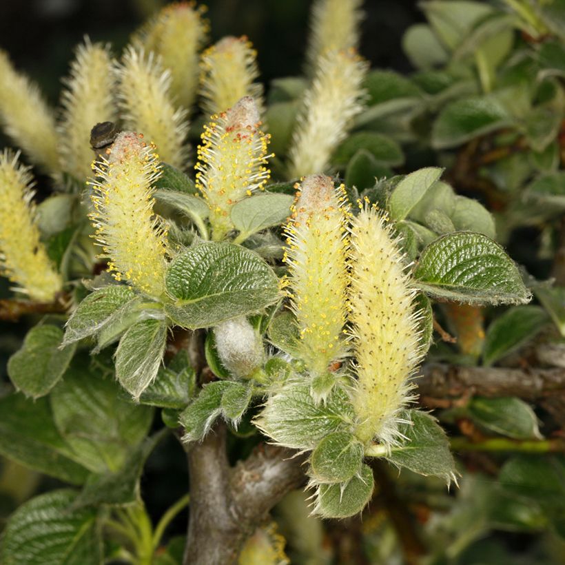 Salix kurilensis - Willow (Flowering)