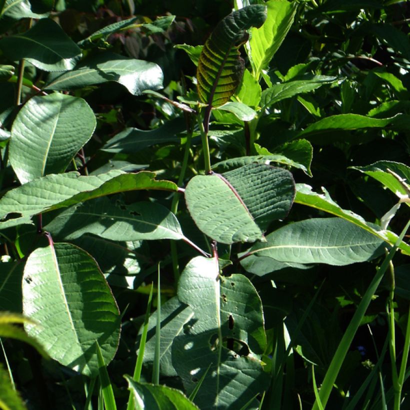 Salix magnifica - Willow (Foliage)