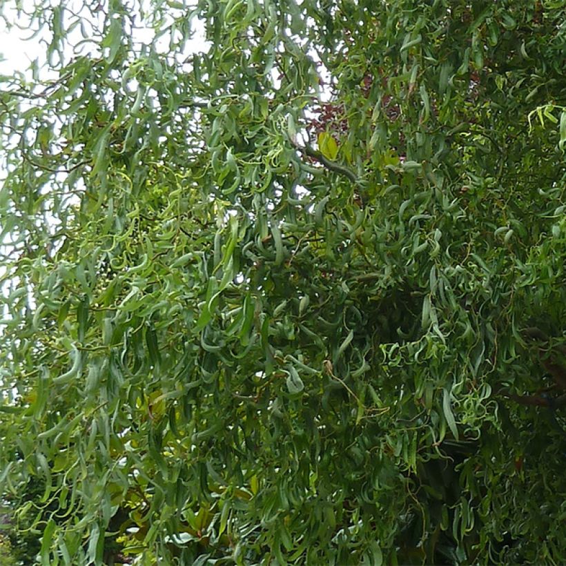Salix matsudana Tortuosa - Dragon's Claw Willow (Foliage)