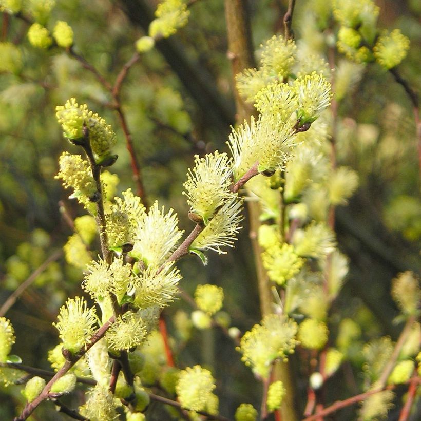 Salix repens - Creeping Willow (Flowering)