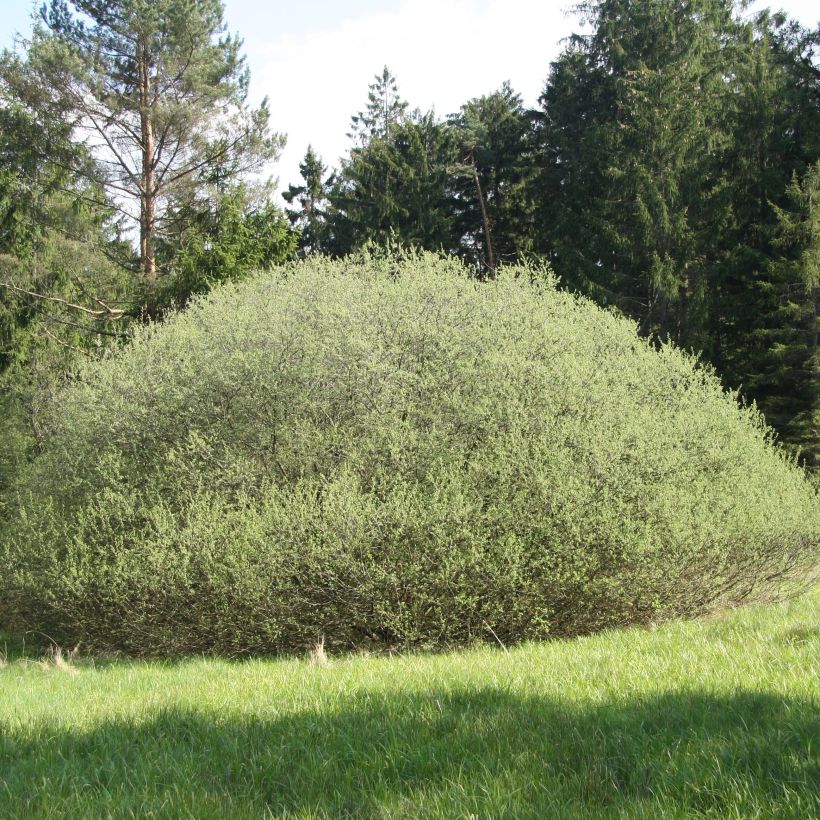 Salix rosmarinifolia - Narrow-leaved Rosemary Willow (Plant habit)