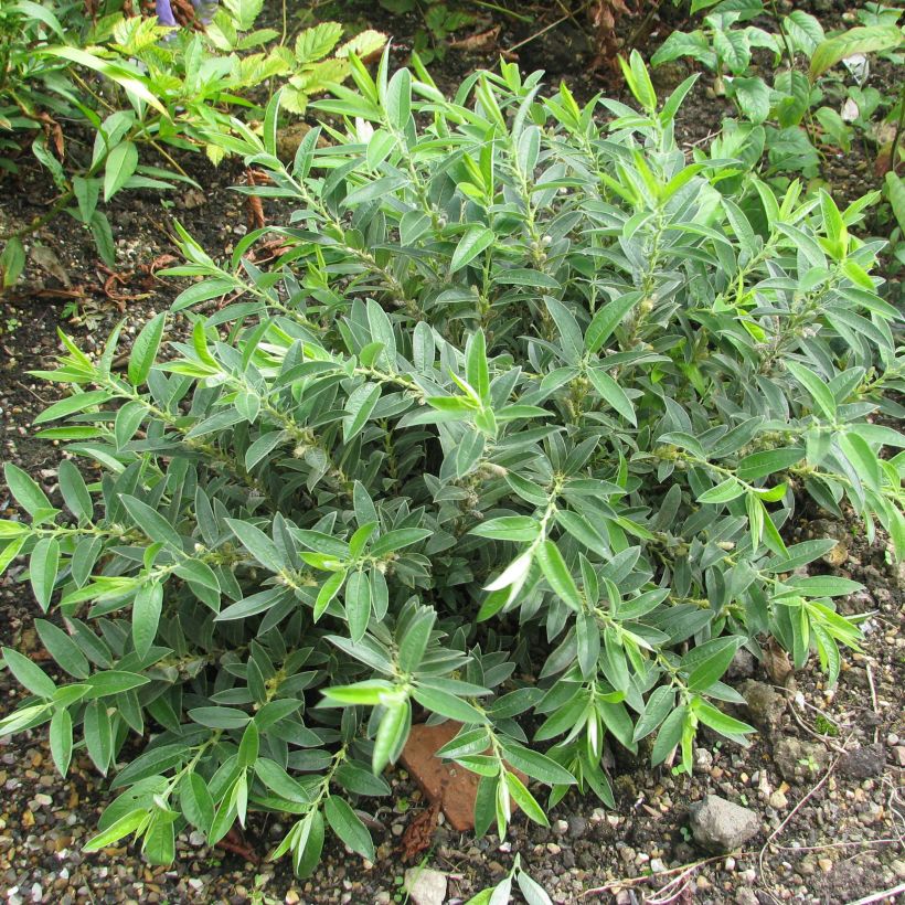 Salix subopposita - Willow (Plant habit)
