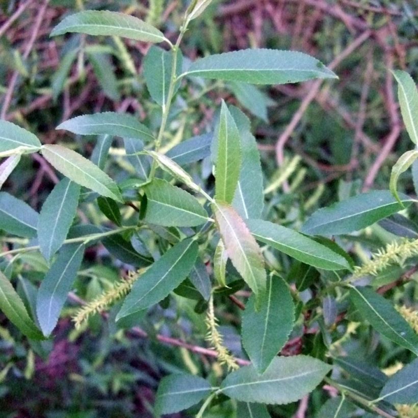 Salix triandra - Almond Willow (Foliage)