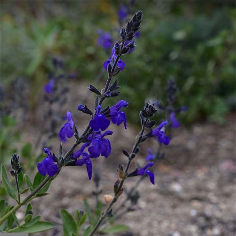 Salvia microphylla Blue Note (Flowering)