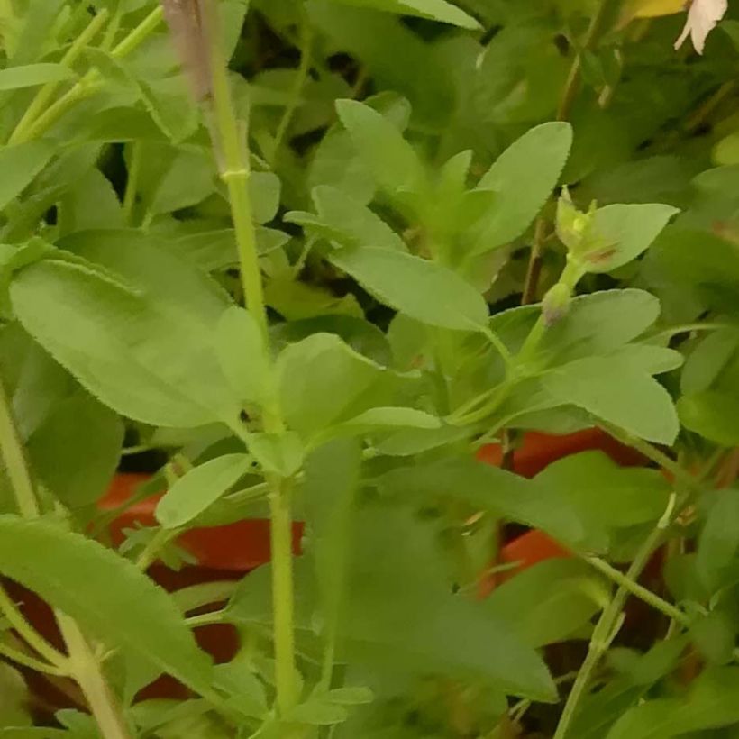 Salvia microphylla Delice Gold and Wine (Foliage)