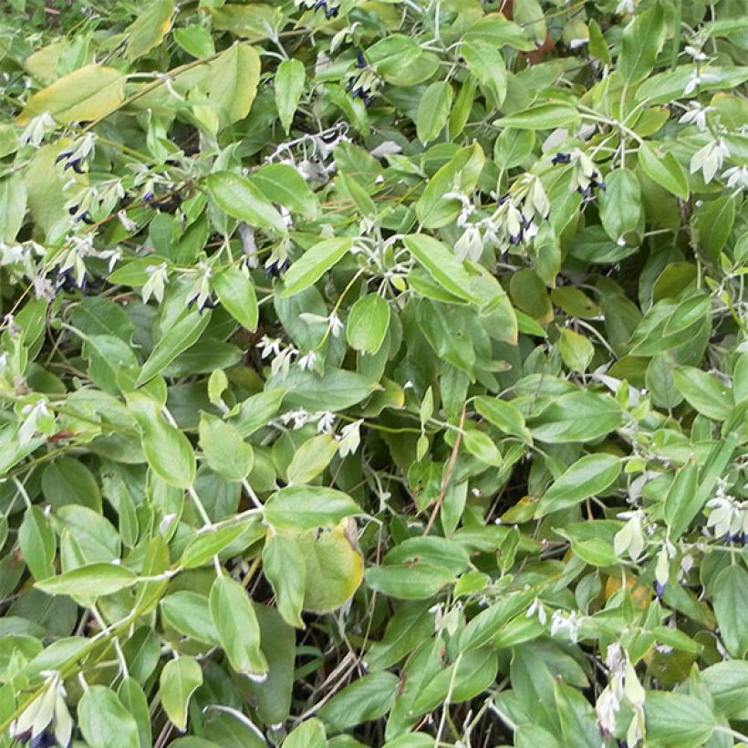 Salvia discolor (Foliage)