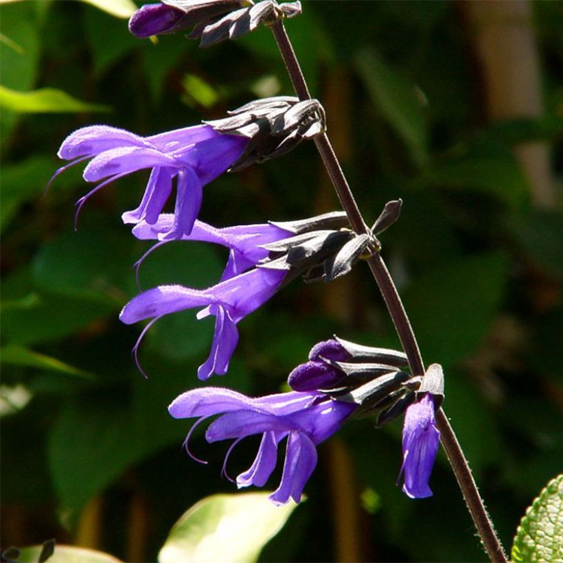 Salvia guaranitica Black and Blue - Shrubby Sage (Flowering)
