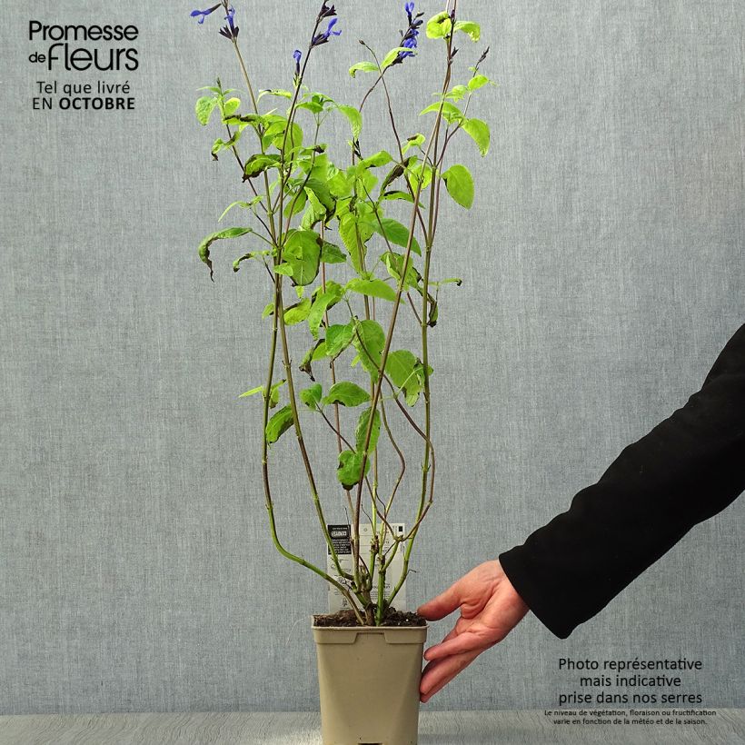 Salvia guaranitica Black and Blue - Shrubby Sage 2L/3L pot sample as delivered in autumn