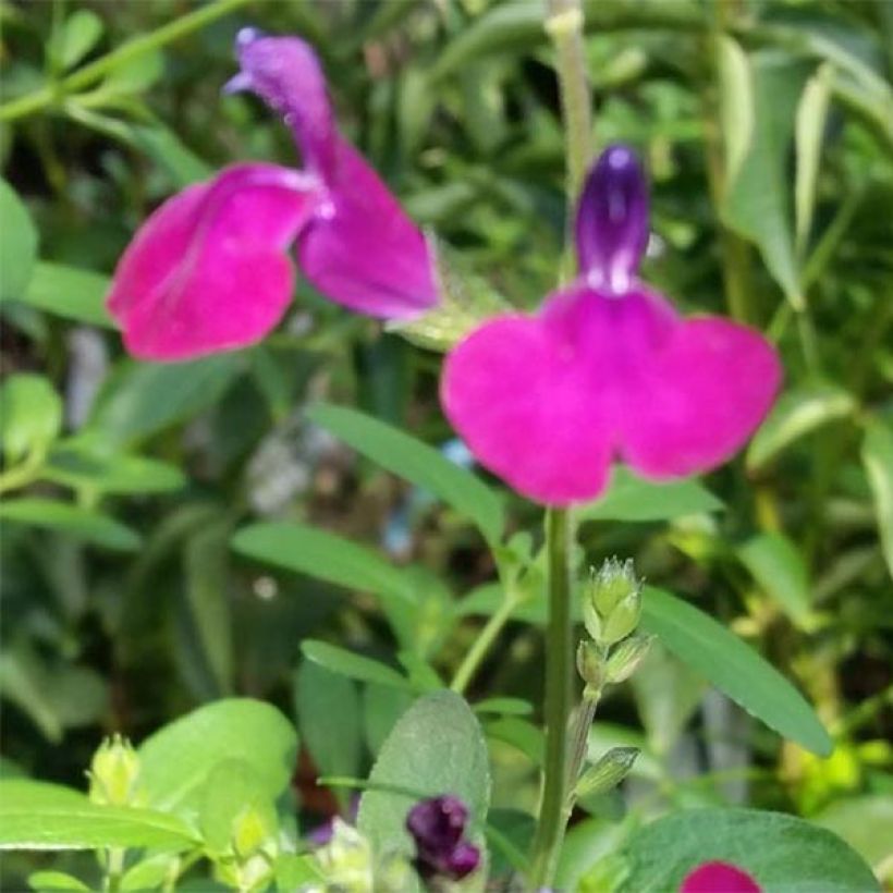 Salvia jamensis Violette de Loire (Flowering)