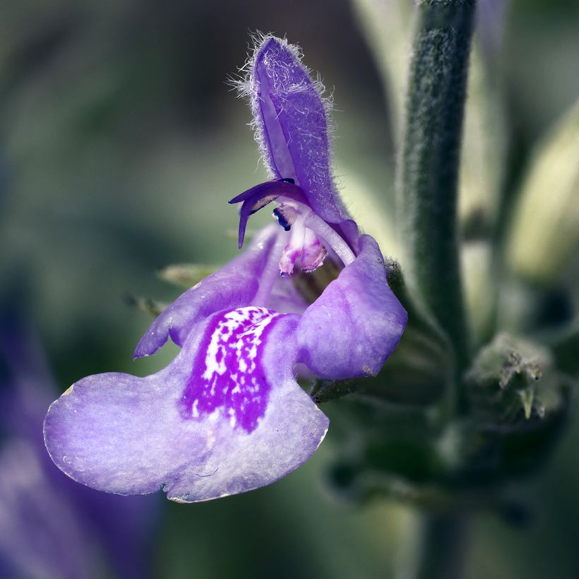 Salvia lavandulifolia  (Flowering)