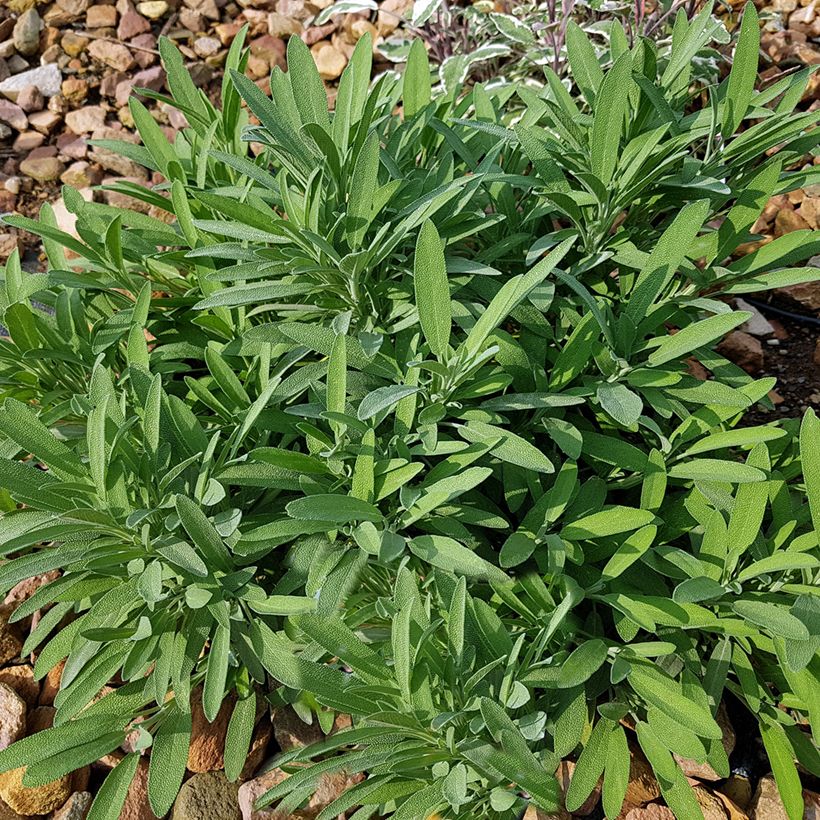 Salvia lavandulifolia  (Plant habit)