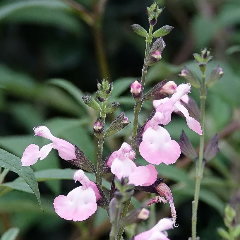 Salvia microphylla Anduus (Flowering)