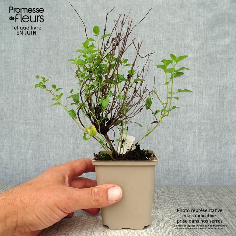 Salvia microphylla Little Kiss 8/9 cm pot sample as delivered in summer
