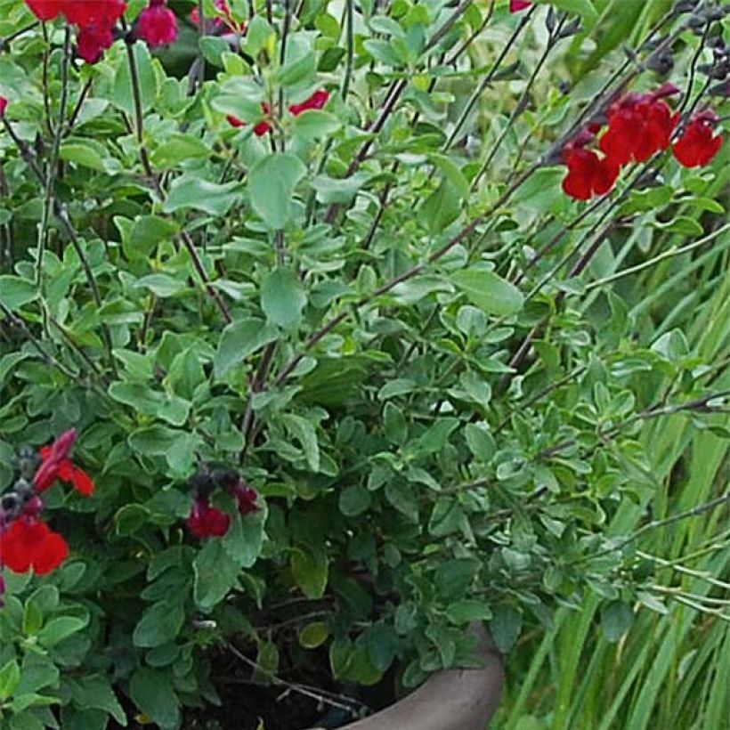 Salvia jamensis Reve Rouge (Foliage)