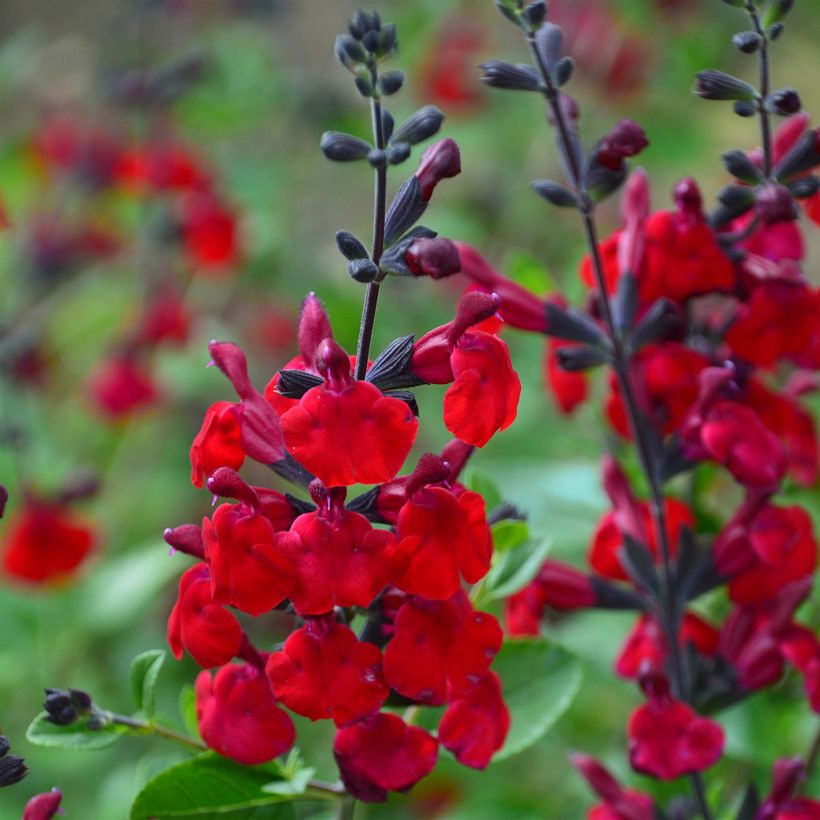 Salvia jamensis Reve Rouge (Flowering)