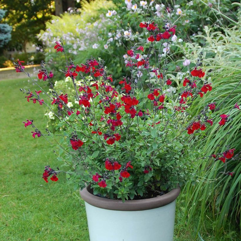 Salvia jamensis Reve Rouge (Plant habit)