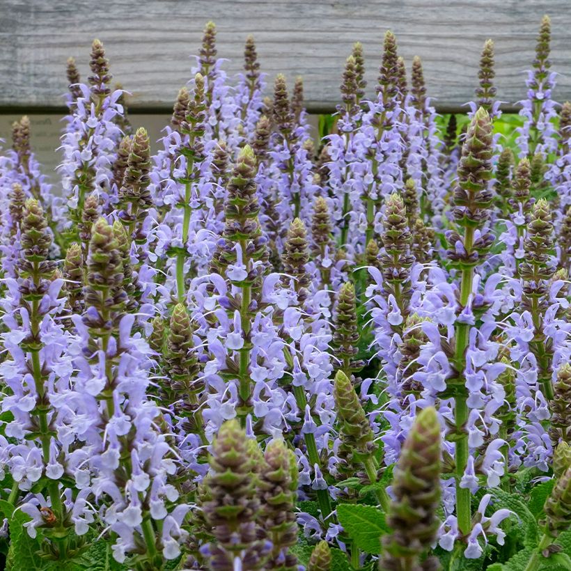 Salvia nemorosa Bumblesky - Woodland Sage (Flowering)