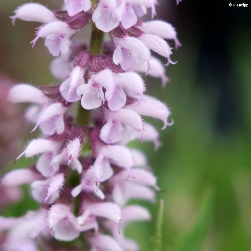 Salvia nemorosa Feathers Flamingo Bocoffla (Flowering)