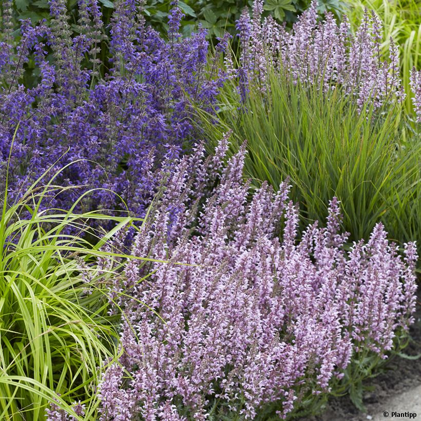 Salvia nemorosa Feathers Flamingo Bocoffla (Plant habit)