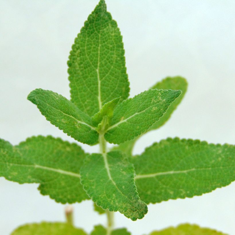 Salvia nemorosa Lubecca - Sauge des bois (Foliage)