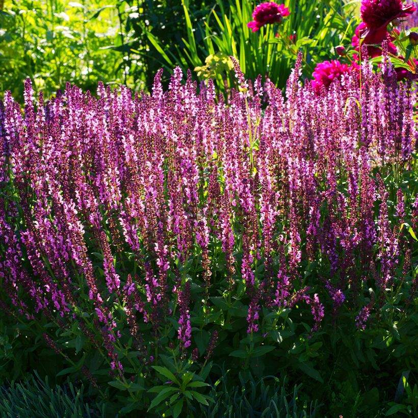 Salvia sylvestris Lyrical Rose Balyricose (Plant habit)