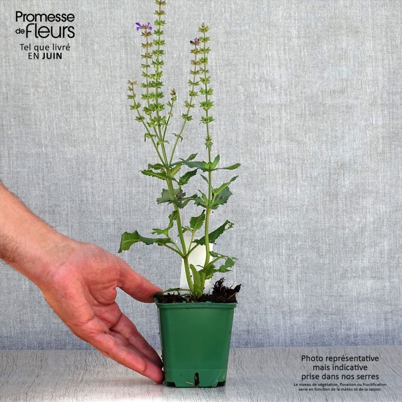 Salvia nemorosa Mainacht - Woodland Sage 8/9 cm pot sample as delivered in summer