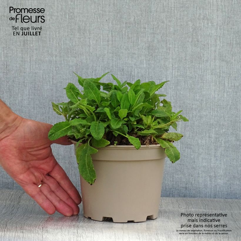 Salvia nemorosa Mainacht - Woodland Sage 2L/3L pot sample as delivered in summer