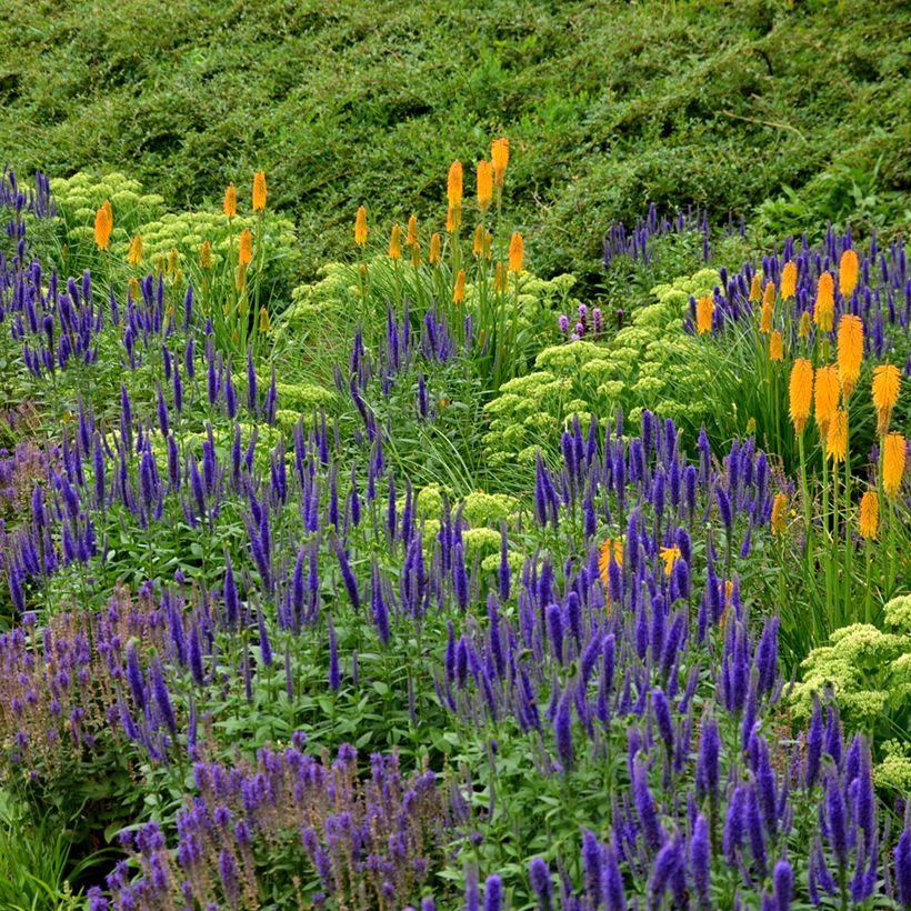 Salvia nemorosa Ostfriesland - Woodland Sage (Plant habit)