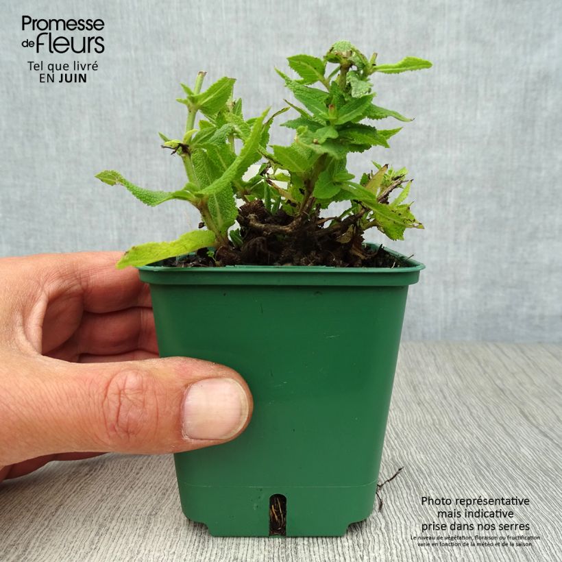 Salvia nemorosa Ostfriesland - Woodland Sage 8/9 cm pot sample as delivered in summer