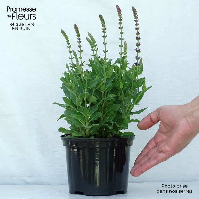 Salvia nemorosa Ostfriesland - Woodland Sage 2L/3L pot sample as delivered in summer