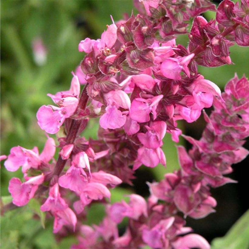 Salvia nemorosa Rose Queen - Woodland Sage (Flowering)