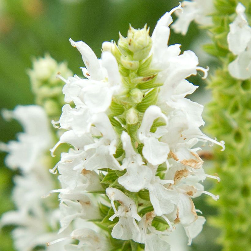 Salvia nemorosa Salute White - Woodland Sage (Flowering)