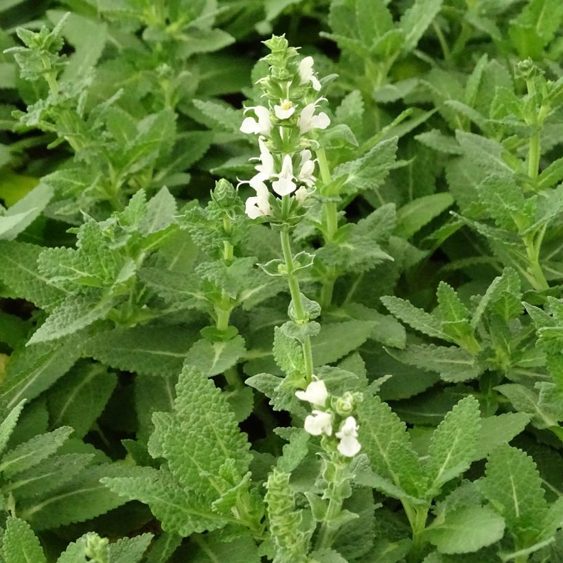 Salvia nemorosa Sensation White - Woodland Sage (Flowering)