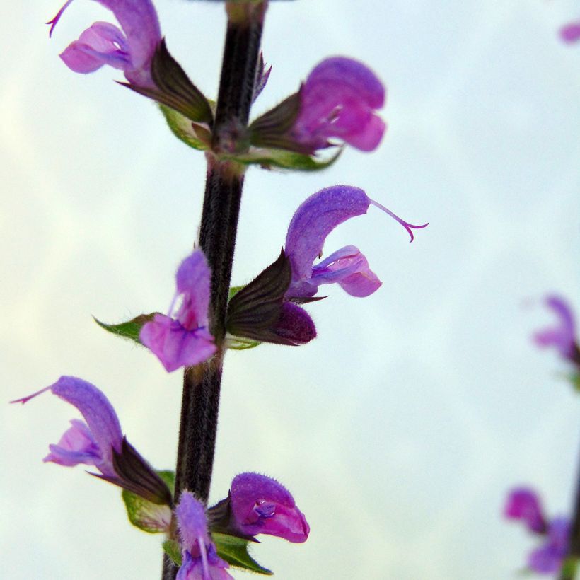 Salvia nemorosa Serenade - Woodland Sage (Flowering)